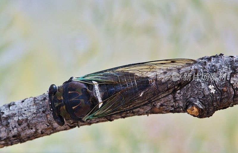 抒情蝉(Neotibicen lyricen)背侧视图在休斯顿的树枝，得克萨斯州。
